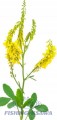 Zanęta Genlog GERMINA KOLENDRA NOSTRZYK 2,5KG 217799