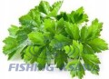 Zanęta Genlog GERMINA KOLENDRA NOSTRZYK 2,5KG 217799